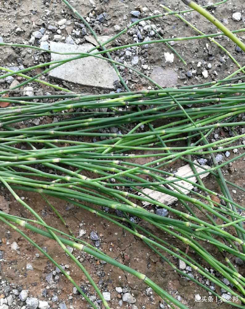 可不要小瞧这种野草,现在野生的不多见,没想到有这么多作用!