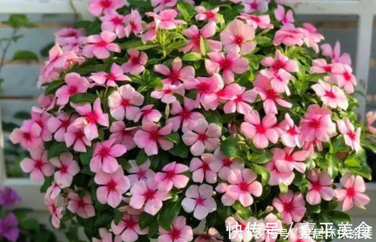 长春花|最有仙气的4种花，福旺运旺财更旺，财运爆发，事业风生水起