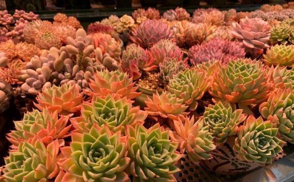 太阳光照|夏天光照很强,多肉晒一晒,会不会变红?会彻底地变红!