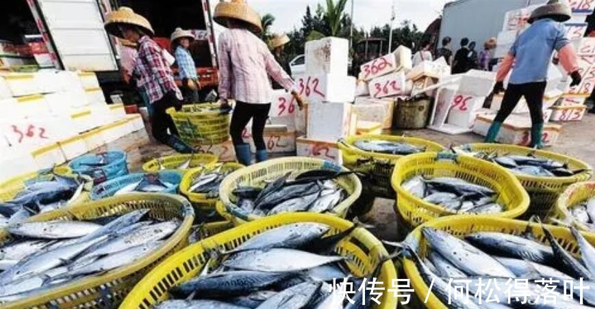 巴浪鱼|入秋后,不管有钱没钱,多吃此4种海鱼,营养极高,孩子要多吃!