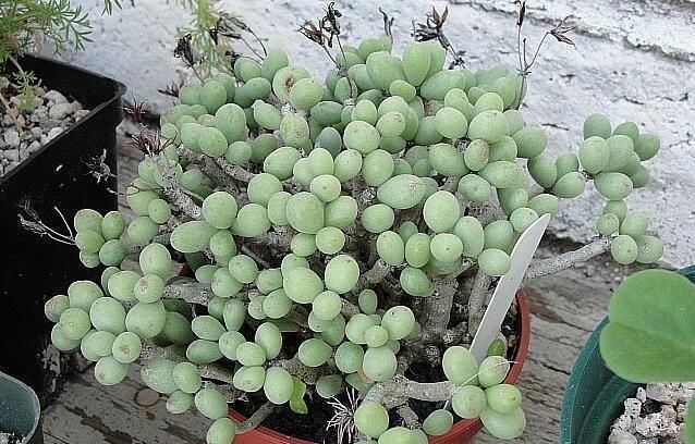 长大|花卉市场看到的这几种多肉,长大了都是有毒的,最好别买