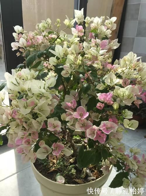 三角梅|6种花就怕浇水多，水一多就不开花，少浇水反而开得旺！