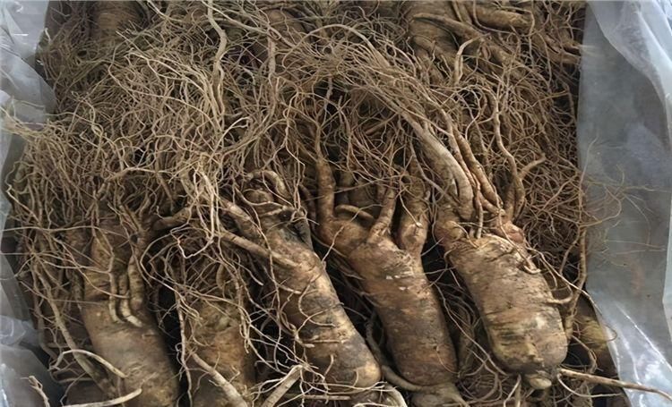 降脂|聪明人多吃以下三种食物,排毒降脂,清凉解燥,营养又健康