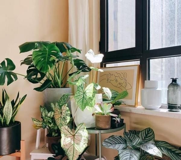 电风扇|甲醛怎么去除?教你5种方法快速去甲醛,放心住新家