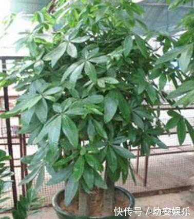 养好发财树，有1个诀窍，叶绿有光泽，枝繁叶茂，年年旺财运！