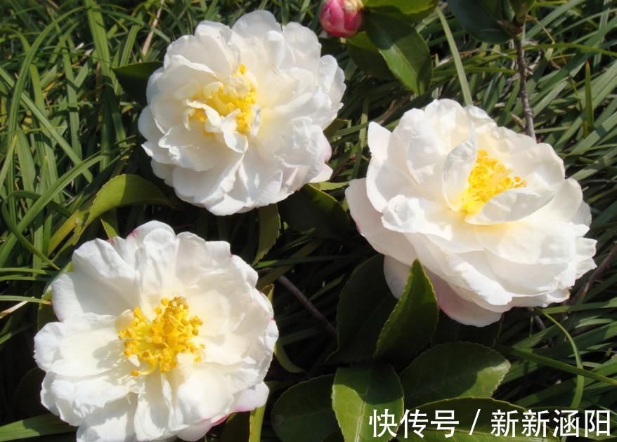 茶花长花苞了，花还没开花苞就蔫了，赶紧救治晚了不开花