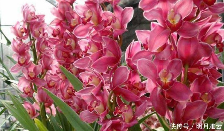 3种花是花卉中的佼佼者，开花一茬又一茬，美如仙境！