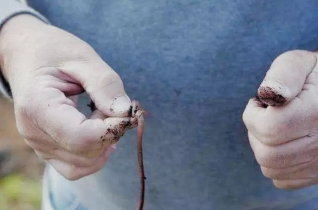 不必发愁怎么钓大板鲫,这3大冬钓秘诀,可能一直被你忽视!