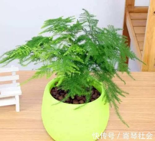 植物|用小苏打养花，竟有这么神奇的功效，让花卉植物长不停！