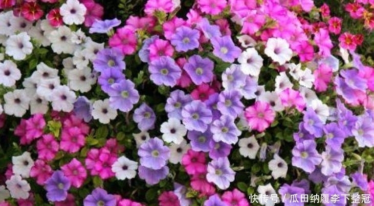 养花就养4种花,家里养一盆,花量大,易爆盆,花开满盆