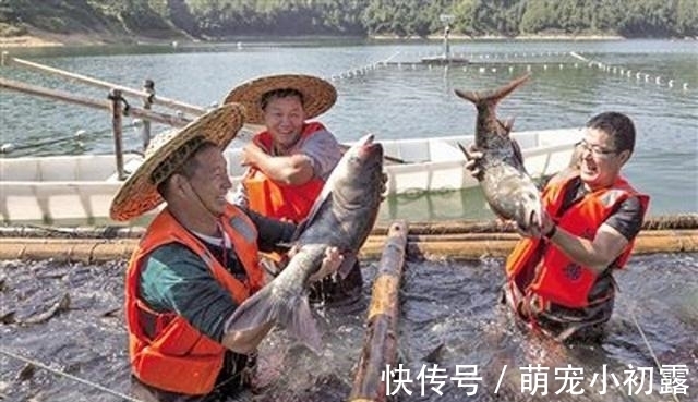 四大家鱼之一的鲢鱼,为什么不受老百姓待见,钓鱼人又如何对待?