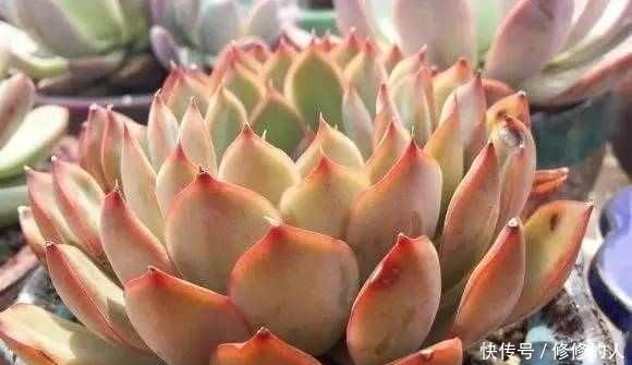 网上疯狂的坑人的多肉浇水方法,进来看看你中招了几个?