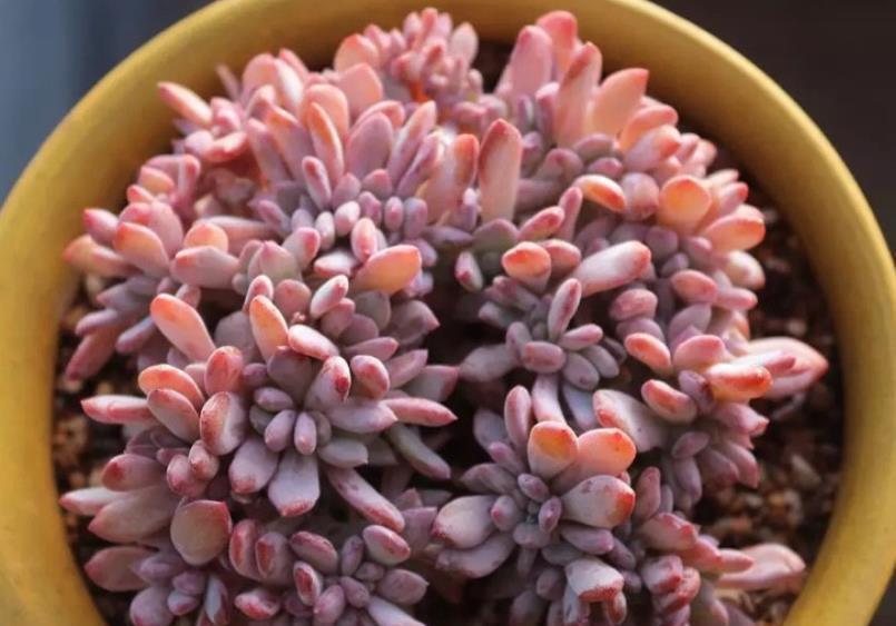 肥厚|7月养盆秋之霜，名字凉爽养护简单，35℃照样红彤彤，养的人不多