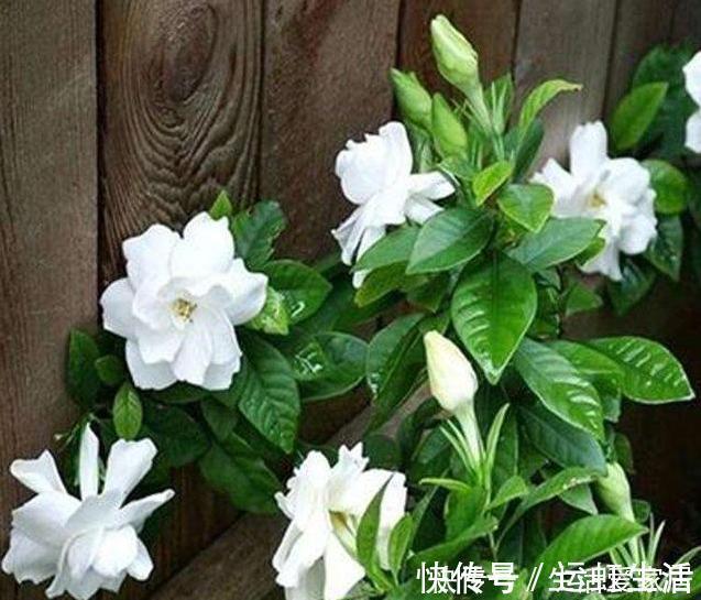 茉莉花|螨虫、细菌最“厌恶”的3种花,赶紧养1盆,烦恼“消除”身体棒