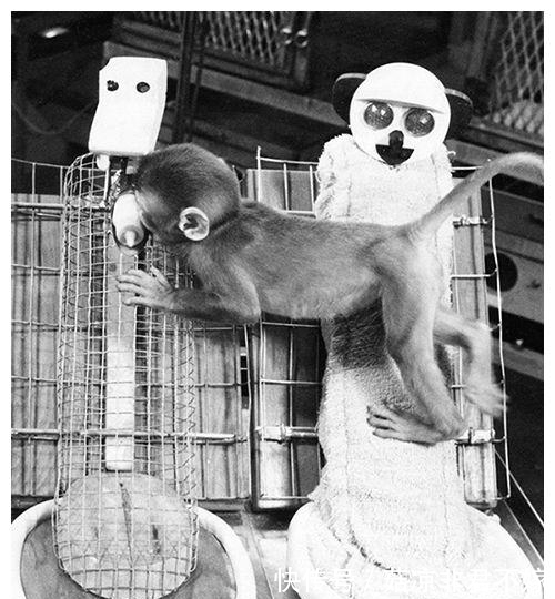 华生|用9个月婴儿实验,他的教育方法坑害千万孩童,如今竟在中国流行