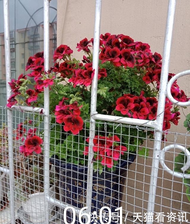 此花是世界名花,花期几乎全年,灿烂绚丽,种植容易,是盆栽佳品