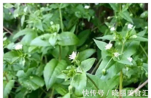 营养成分|农村有种野草，以前被当做猪菜，如今是上好的野菜，大家都抢着吃