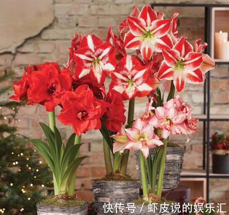 冬天花市“猫腻”多,5种“激素花”,多好看也别买,白白浪费钱