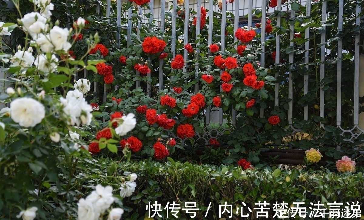 婆婆养月季只选一种,好养抗性强,关键“爱”开花,比养欧月实在