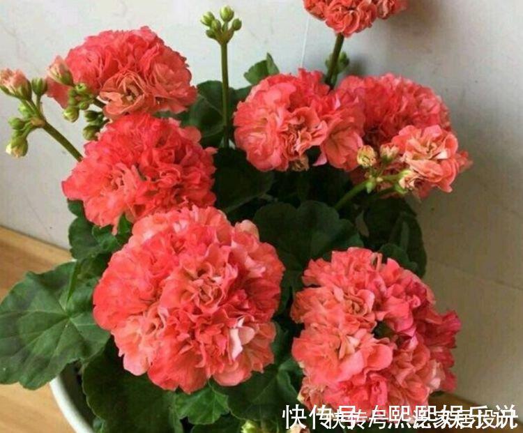 观赏价值|4种花美的出奇,好养又漂亮,连年开花,能养一辈子
