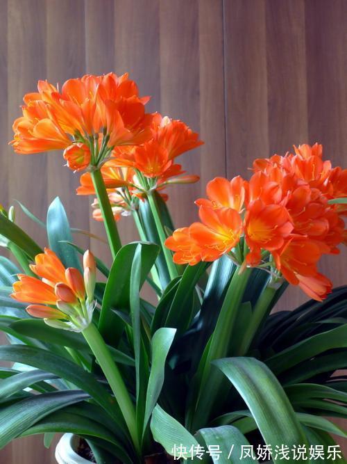 烂根|秋天养君子兰,“死记硬背”四大原则,冬天大爆花,花箭拔得多