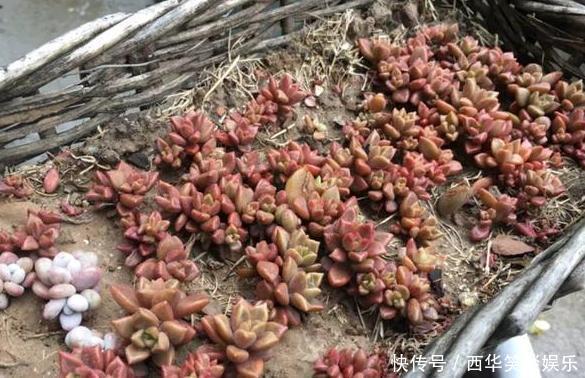 花盆片|养多肉搭配什么样的花盆好？利用''碎花盆''造景，个个与众不同