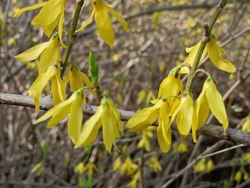 金钟花｜连花的连襟