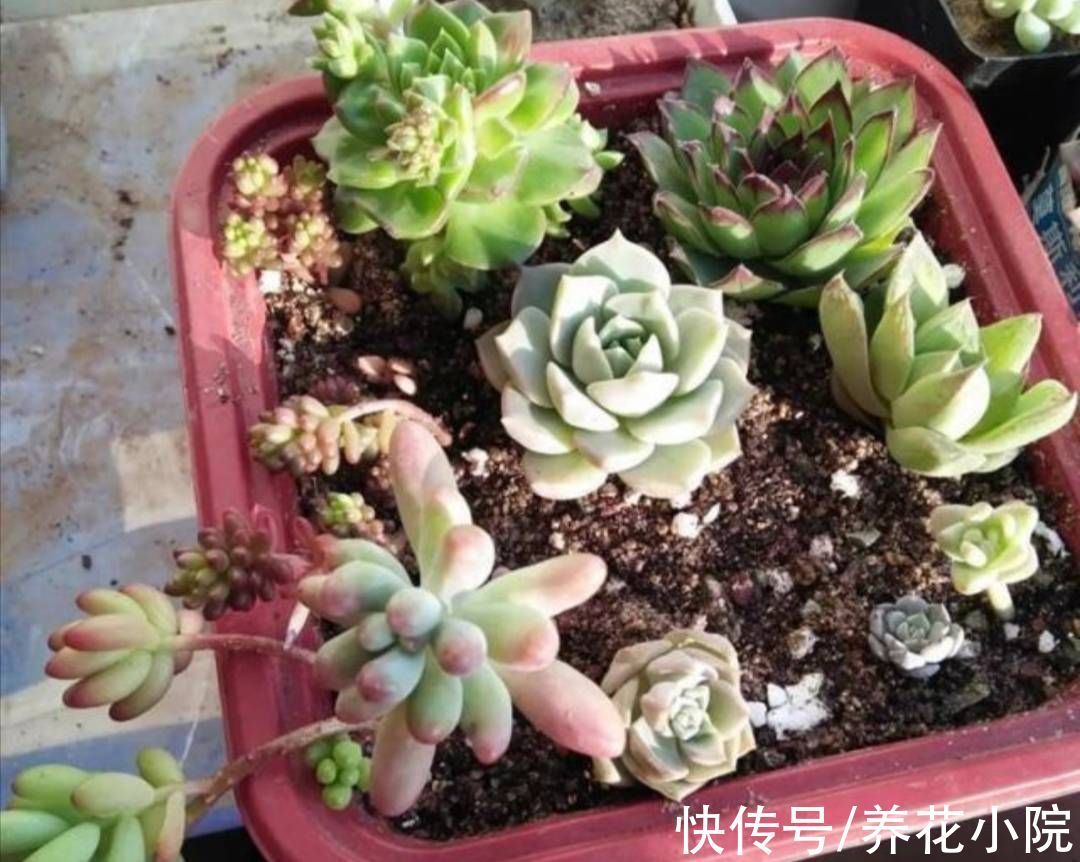 多肉植物|多肉“睡醒了”,给它做好4件事,长得旺盛状态好