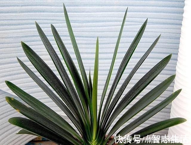 君子兰冬天该怎么浇水？错一点，君子兰黄叶烂根就开始了！