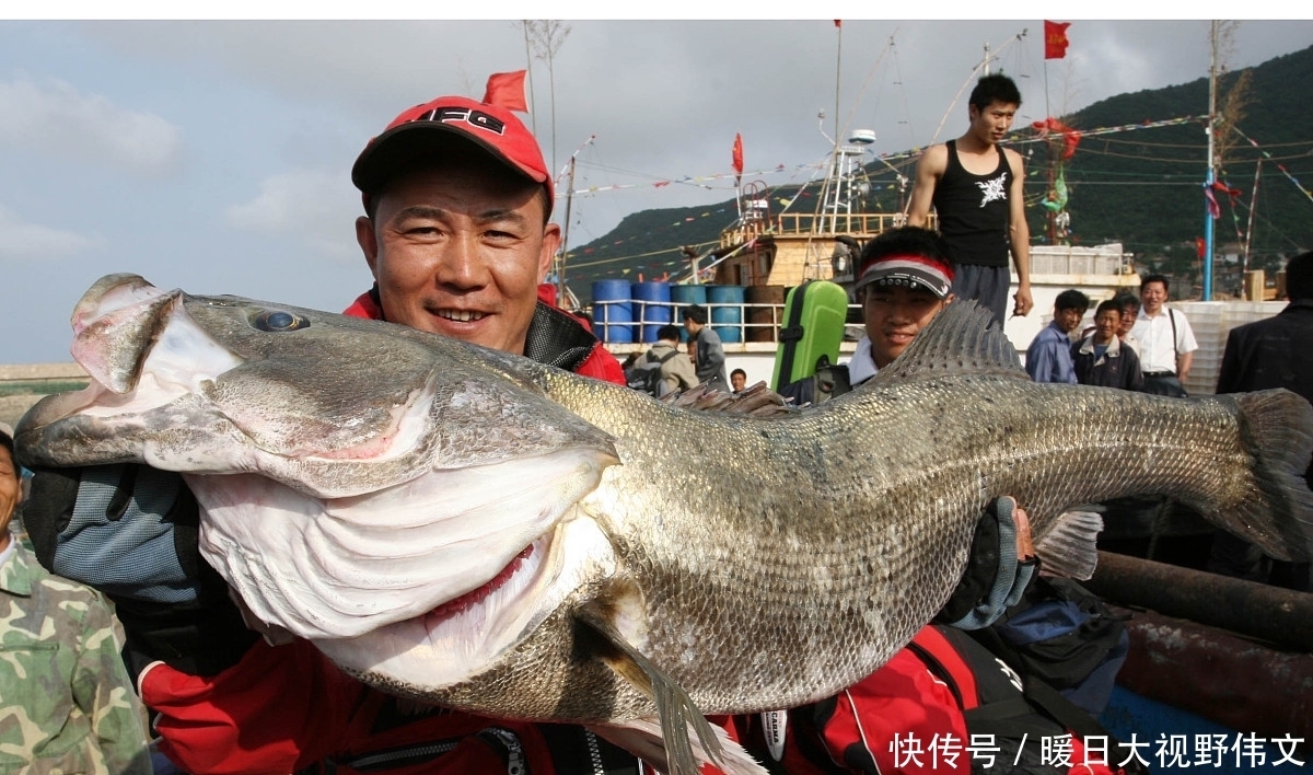 路亚|广东潮州一水库,有人钓起10多斤海鲈鱼,网友:水库有海鲈?