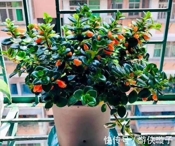 金鱼吊兰的扦插方法,让更多的枝头挂满可爱的小金鱼