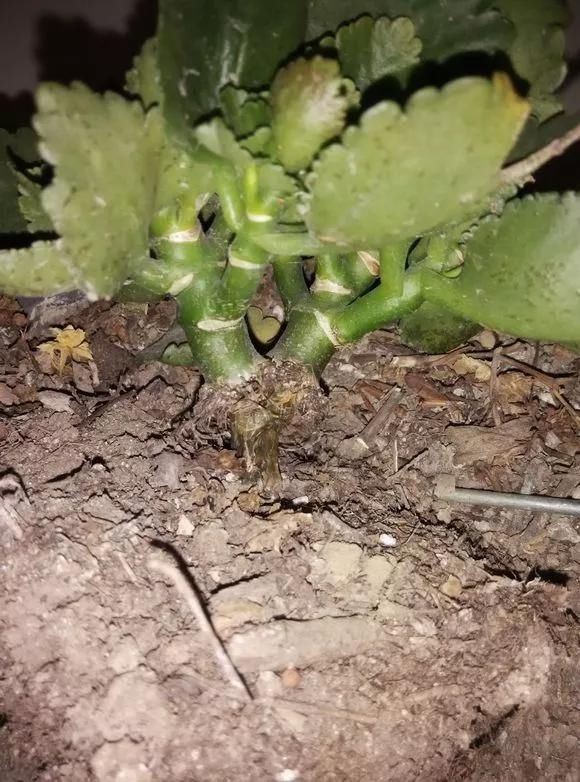 5种花夏天要管住手,浇多了就烂根,越浇花越死