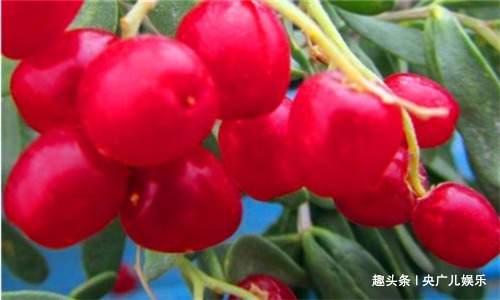 食物|女性要常给自己的身体排毒,推荐吃4种食物,排除毒素,缓解痛经