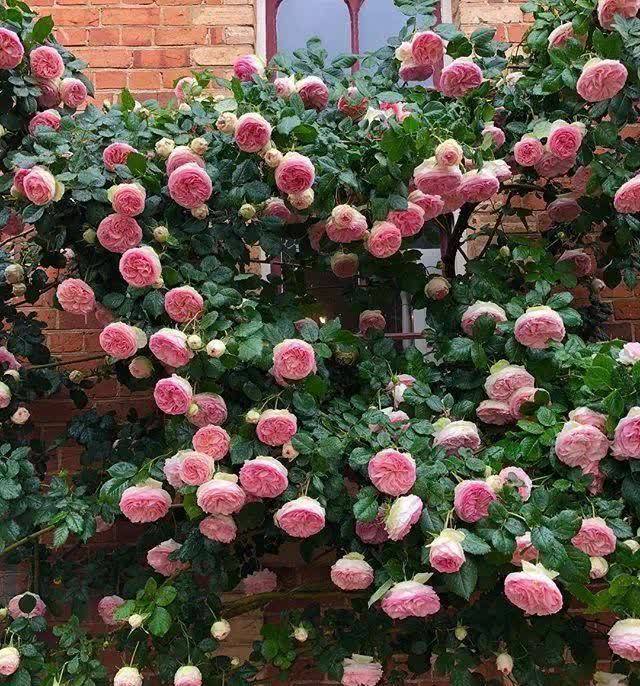 南方养花,避开“冷凉花”,买了也白花钱,天一热就枯了