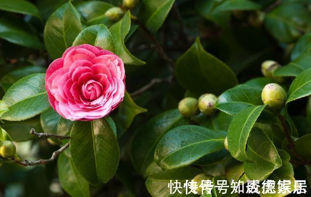 吉祥花|10大“吉祥花”适合养客厅，格调高，株型美，旺财又护家