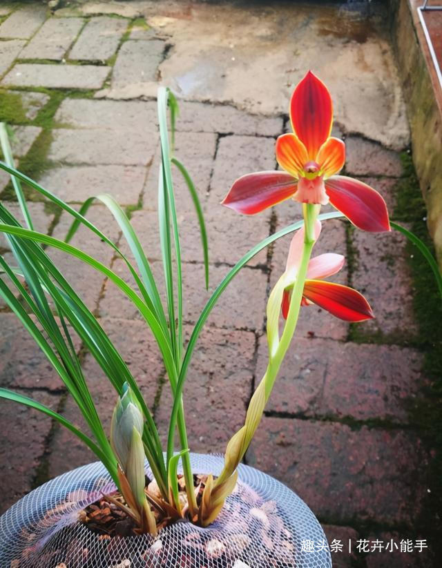 此兰花,拿奖拿到“手软”,花色堪称顶级,即便是新手也能养好!