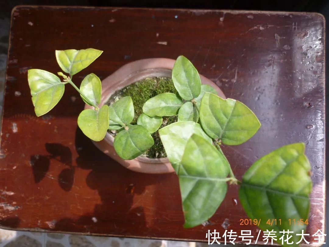 枝叶|7种花冬天会假死,叶子掉光不要扔,明年还能大爆花