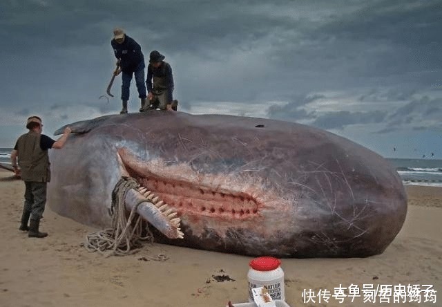 电子显微镜 22张“活久见”的照片,令人大开眼界!