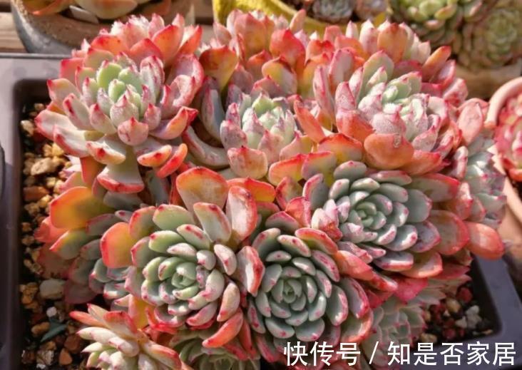 秋天养盆娜娜小勾，不用砍头也能群生，叶尖红红真迷人