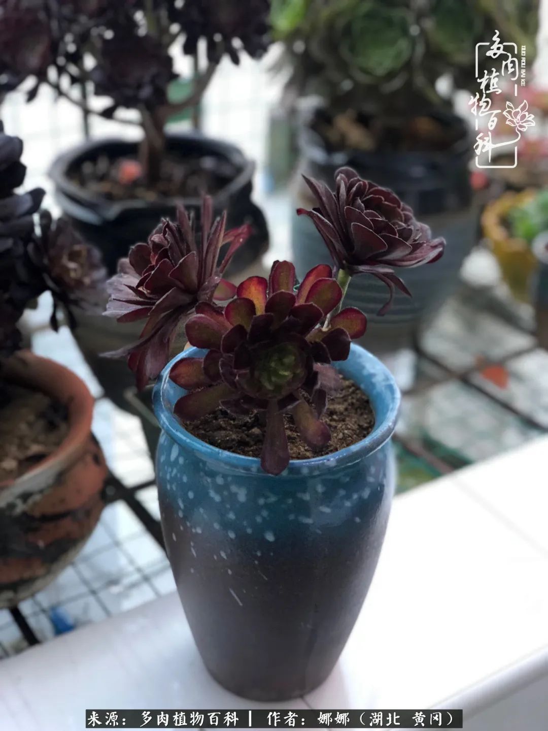 遇上多肉，遇上美好，情不知所起，一往而深！
