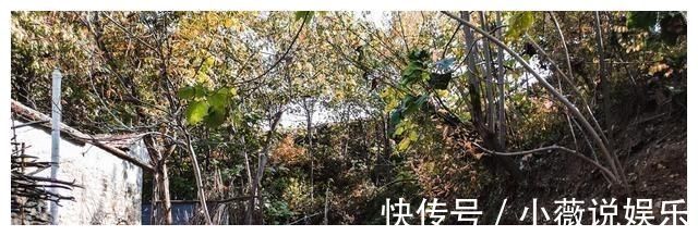 村庄|沂源北部有个美丽水乡，距今近六百年历史，村中古建筑保存完好