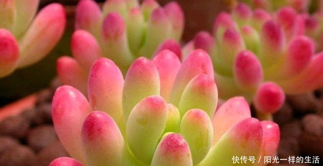 君君|养多肉,只会浇水叶片干瘪,没光泽,教你30天变成“小胖墩”