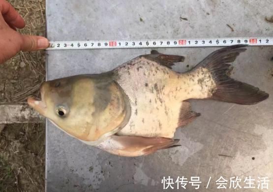 养殖户|俗称仙骨鱼,人为培育的残疾鱼,专供剁椒鱼头,南方已产业化养殖