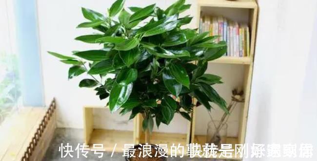 4种霸气侧漏的“丑绿植”,四季油绿寓意好,是家庭盆栽佳品