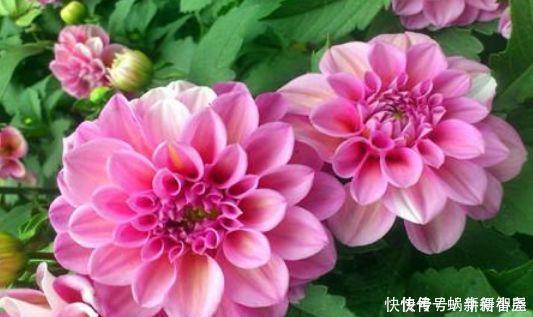 宫灯|最美4种花，一开就是300多天，堪称“开花机器”，养在阳台极美了