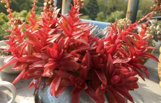 不如养盆多肉“火祭”，记住3个小技巧，养出红艳似火的多肉火祭