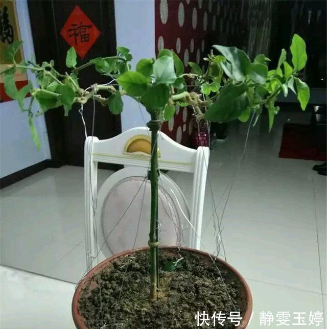 养茉莉花,剪几刀,拉个枝,茉莉新芽呼呼窜,花开满树,又多又香