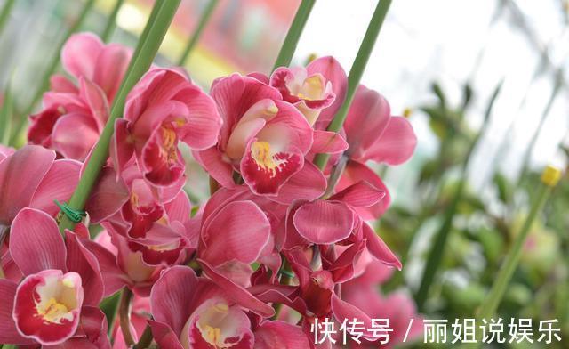 养花，四个不放，放置植物时应该有禁忌