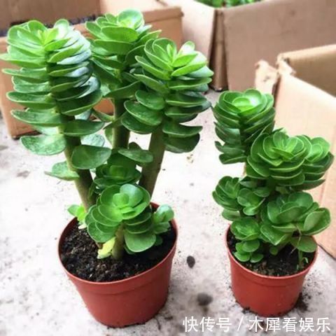 卫生间里3种盆栽,好看又好闻!关键是净化空气