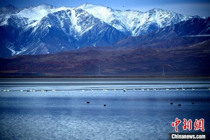 公园|大天鹅飞抵柴达木盆地都兰湖国家湿地公园“越冬”